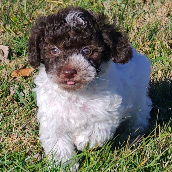 comprar cachorros sanos, baratos y asequibles para la venta